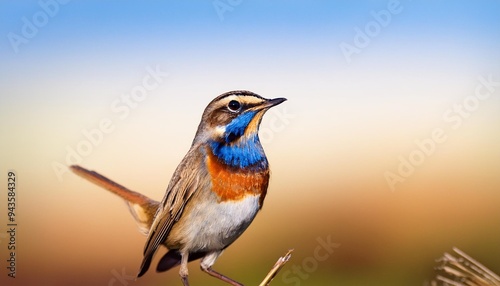 bluethroat bird close up luscinia svecica photo