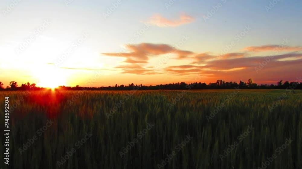 sunset view in the rice fields sunset view in the rice fields