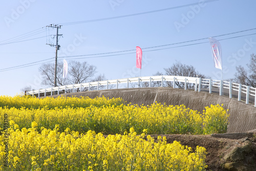 道沿いの菜の花畑