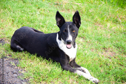 black and white dog Indian dog jack, , dog, animal, pet, puppy, jack