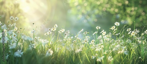 Fototapeta Naklejka Na Ścianę i Meble -  Summer meadow with wildflowers and grass under sunlight creating a nature aesthetic with wild growth and white blossoms ideal for a copy space image
