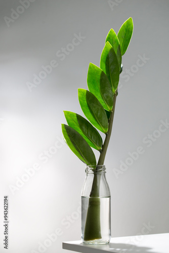 The image depicts a zamioculcas zamiifolia or zz plant with shiny, oval-shaped leaves in a clear glass vase on a white surface, highlighted by striped shadows from sunlight.