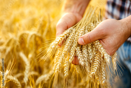 Farmer is harvesting wheat, wide yellow wheat plant background