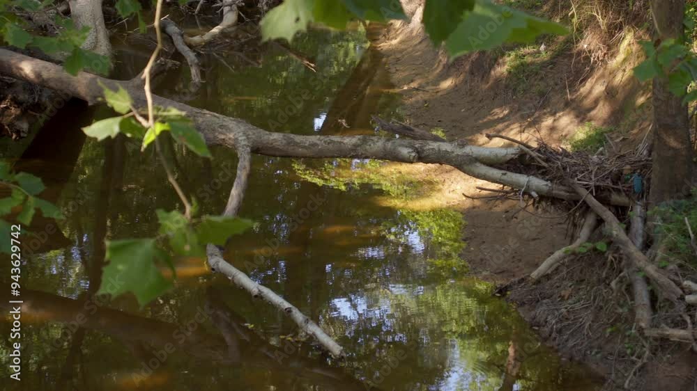 Fallen tree over creek next to Brian Brown Greenway trail Fallen tree over creek next to Brian Brown Greenway trail