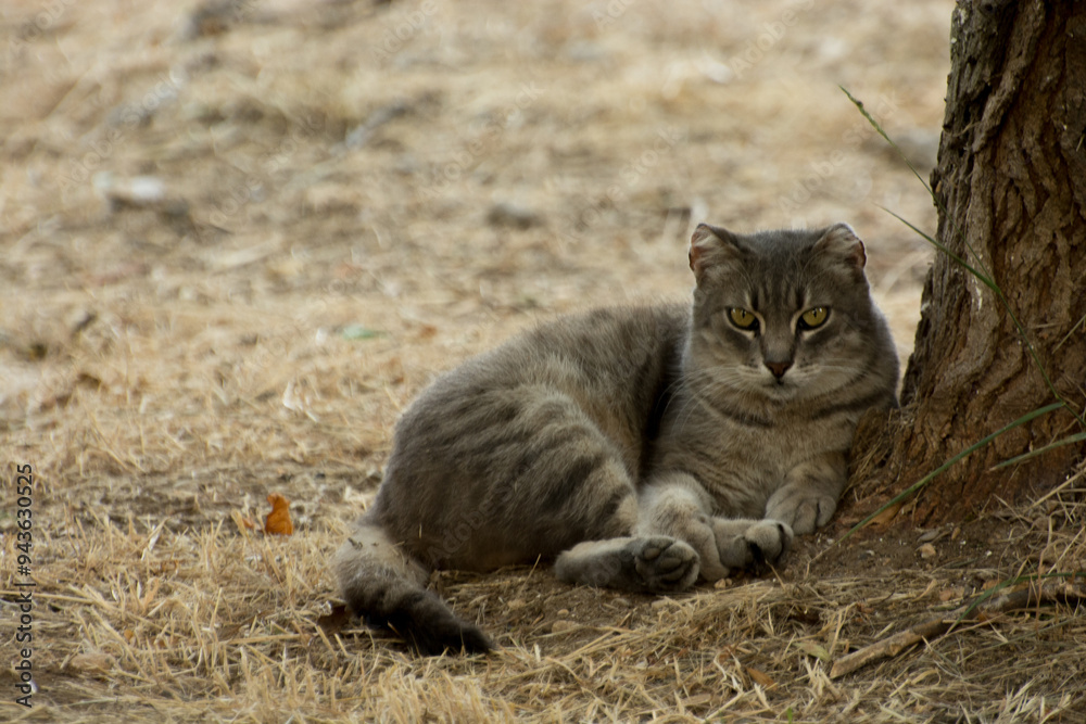 Obraz premium Cat