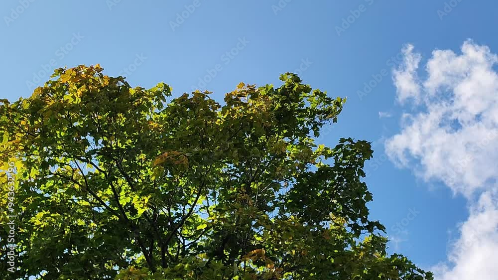 maple leaves swaying in the wind maple leaves swaying in the wind