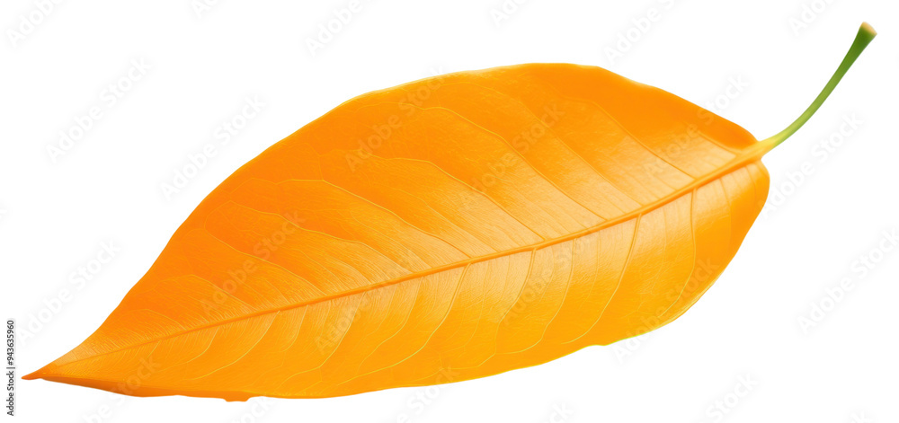 Fototapeta premium PNG Leaf orange plant petal.