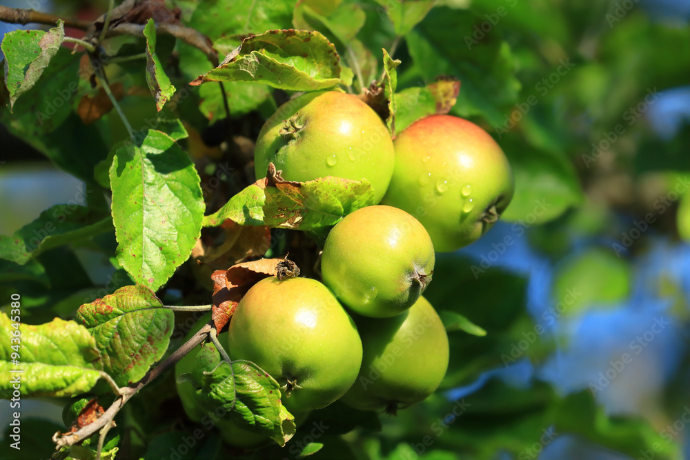 Fresh green apples on tree in morning light. Organic cultivation. Fresh green apples on tree in morning light. Organic cultivation.