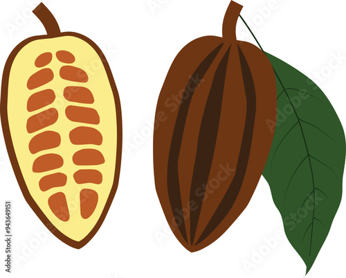 cocoa beans flat design vector illustration. kakao fruit