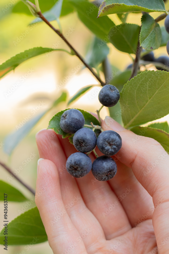 Female hand holding ripe chokeberry (aronia) on a tree in garden. Close-up. Selective focus. Harvesting organic berries in summer. Female hand holding ripe chokeberry (aronia) on a tree in garden. Close-up. Selective focus. Harvesting organic berries in summer.