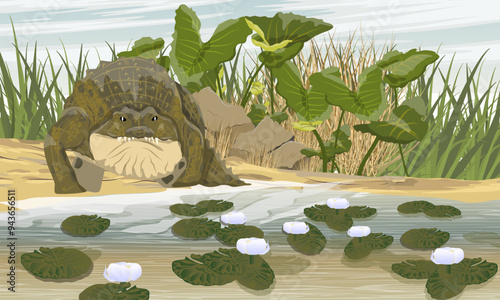 Nile crocodile walks to pond with water plants. Realistic vector landscape