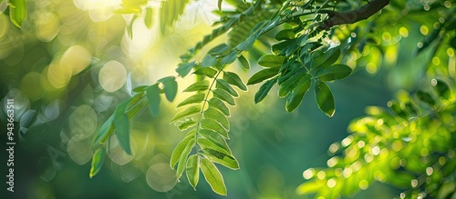 Close up of tamarind tree f...