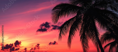 Dark outlines of coconut pa...