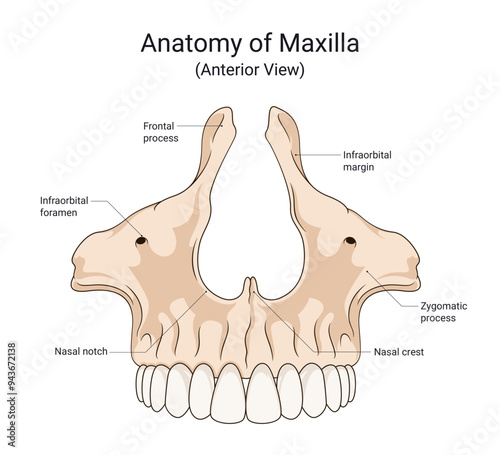 Anatomy of Maxilla Anterior View