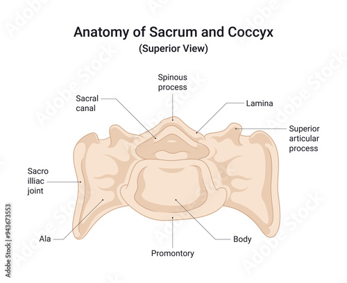 Anatomy of Sacrum and Coccyx Superior View