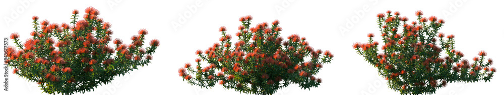 Set of 3 Leucospermum cordifolium (ornamental pincushion and bobbejaanklou) frontal isolated png on a transparent background perfectly cutout Set of 3 Leucospermum cordifolium (ornamental pincushion and bobbejaanklou) frontal isolated png on a transparent background perfectly cutout
