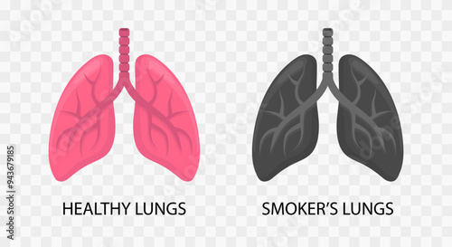 Healthy Lungs and Smoker's Lungs Vector Illustration Without Background