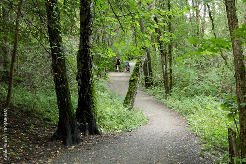 Photography Road in the forest