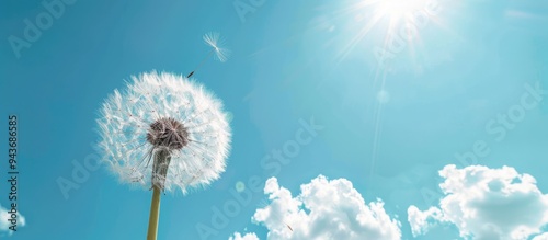 White dandelion against a b...
