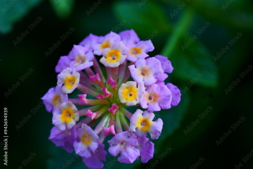 Macro picture of a small beautiful violet flower in the wild Macro picture of a small beautiful violet flower in the wild