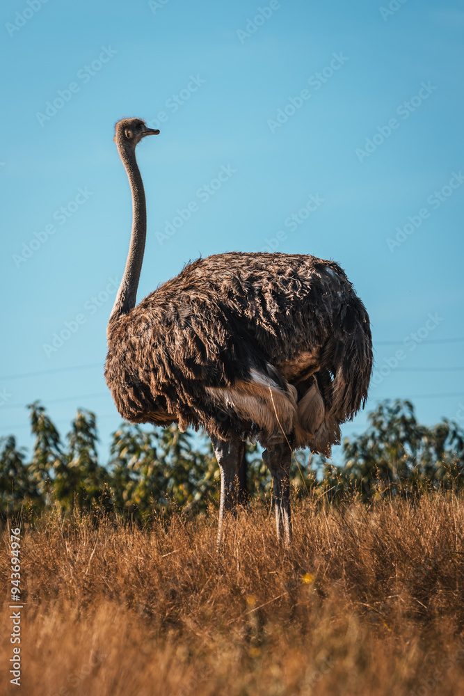 Naklejka premium Discover the animals of the Peaugres safari in France