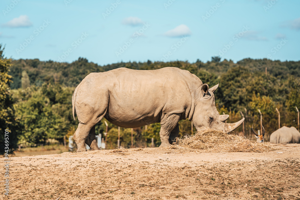 Discover the animals of the Peaugres safari in France and its rhinos, environmental protection Discover the animals of the Peaugres safari in France and its rhinos, environmental protection