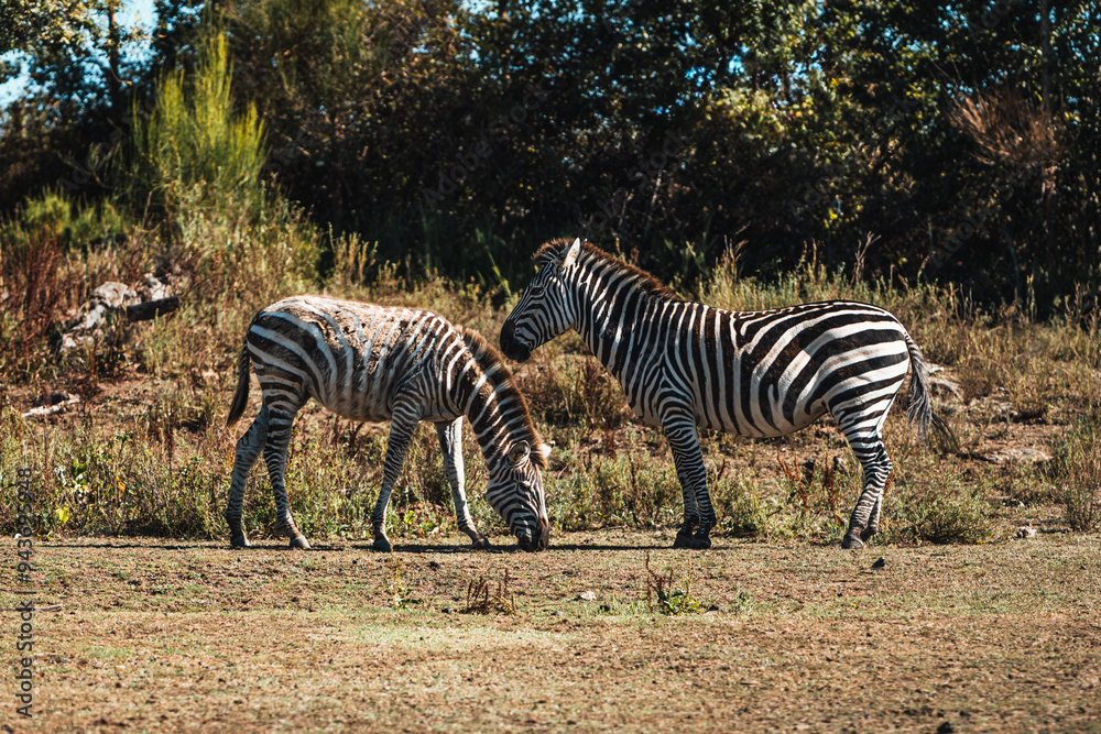 Naklejka premium Discover the animals of the Peaugres safari in France
