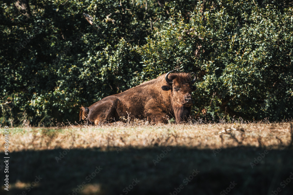 Discover the animals of the Peaugres safari in France and its bison Discover the animals of the Peaugres safari in France and its bison