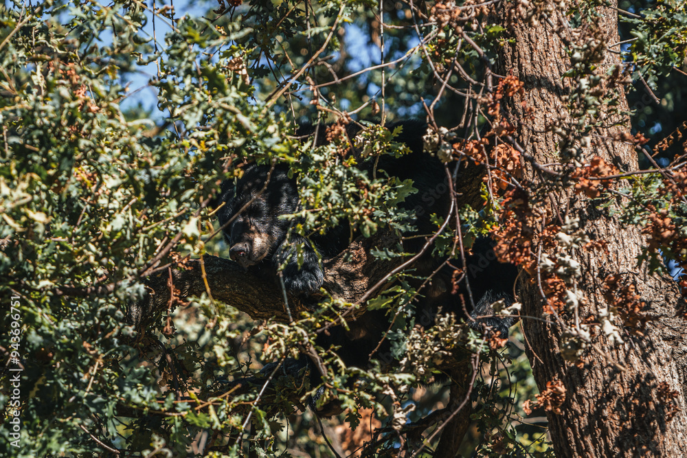 Discover the animals of the Peaugres safari in France and its bears Discover the animals of the Peaugres safari in France and its bears