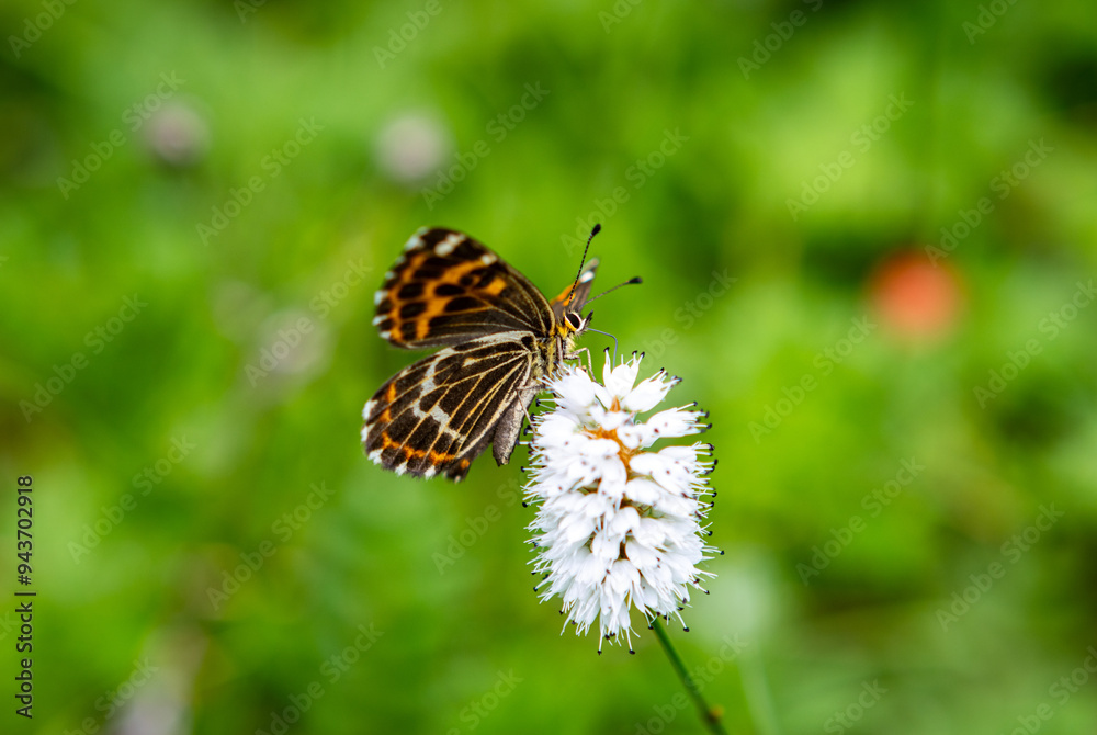 A butterfly rests on a white flower and feeds on nectar A butterfly rests on a white flower and feeds on nectar
