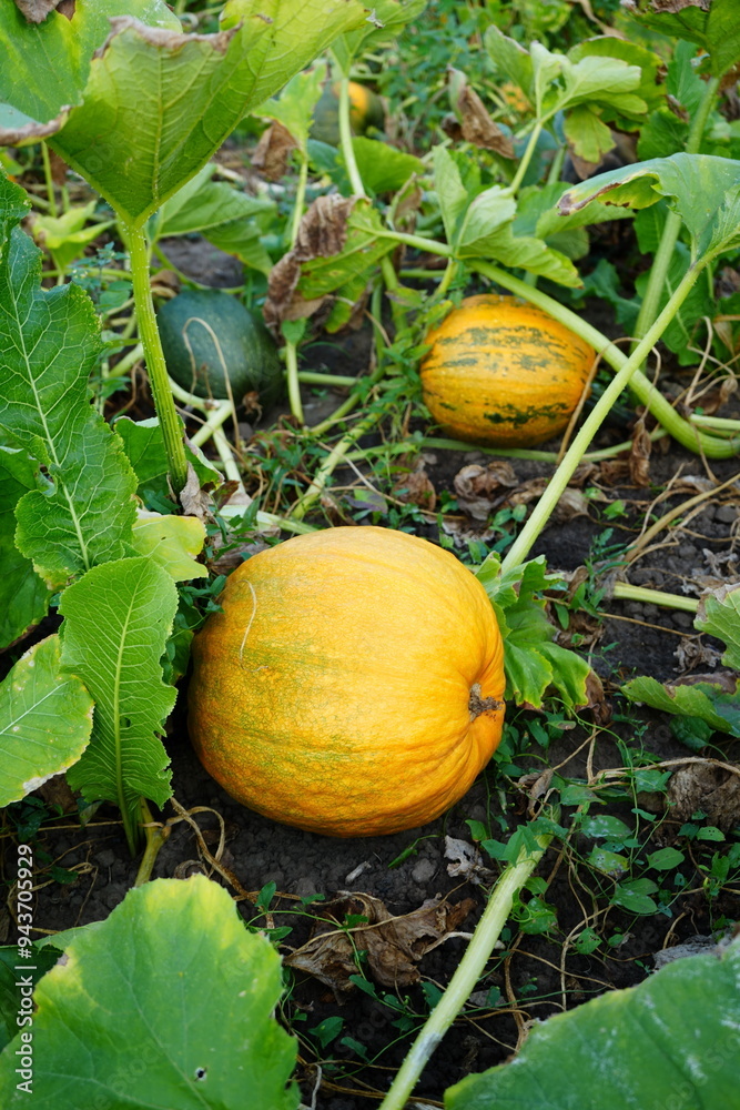 Obraz premium A ripe pumpkin lies on the ground amidst green leaves, with a smaller, unripe pumpkin and vines nearby, signaling the approach of harvest season.