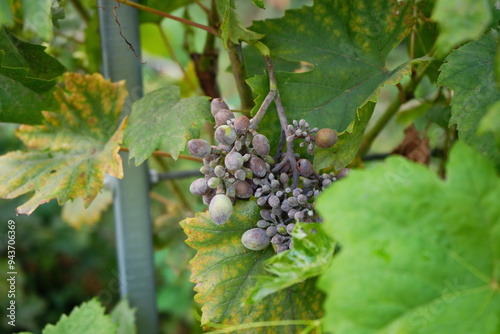 A cluster of grapes affected by powdery mildew, showing visible damage on the leaves. This highlights the impact of plant diseases on crops, particularly in viticulture. photo