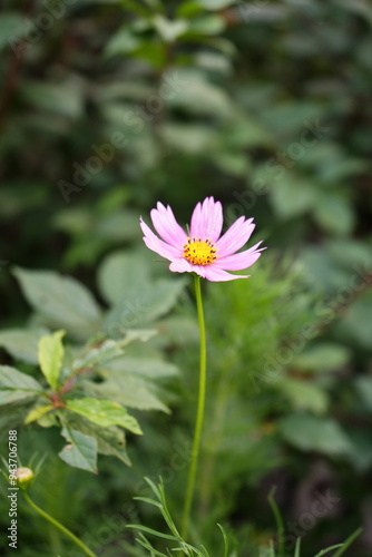 A single pink cosmos flower with a yellow center stands out against a blurred green background, showcasing the beauty of nature’s simplicity and the concept of focus in photography.