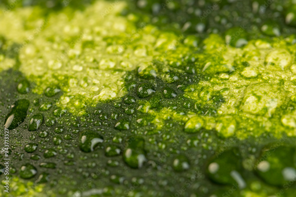 details of a multicolored watermelon peel covered with drops of water details of a multicolored watermelon peel covered with drops of water
