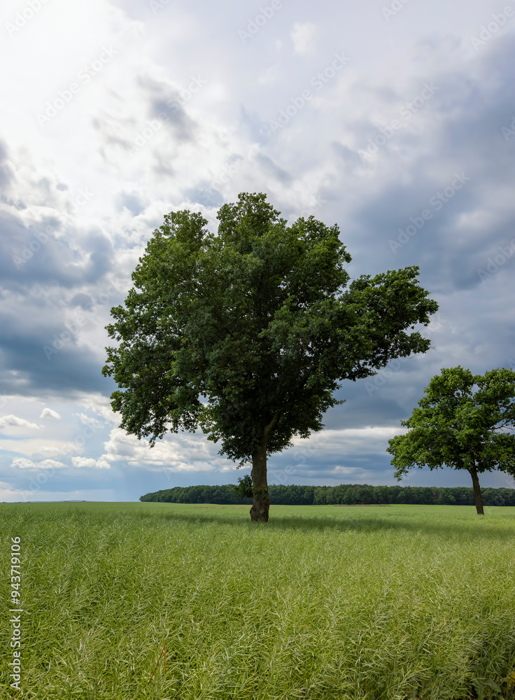 a tree growing in a rapeseed field in cloudy weather a tree growing in a rapeseed field in cloudy weather