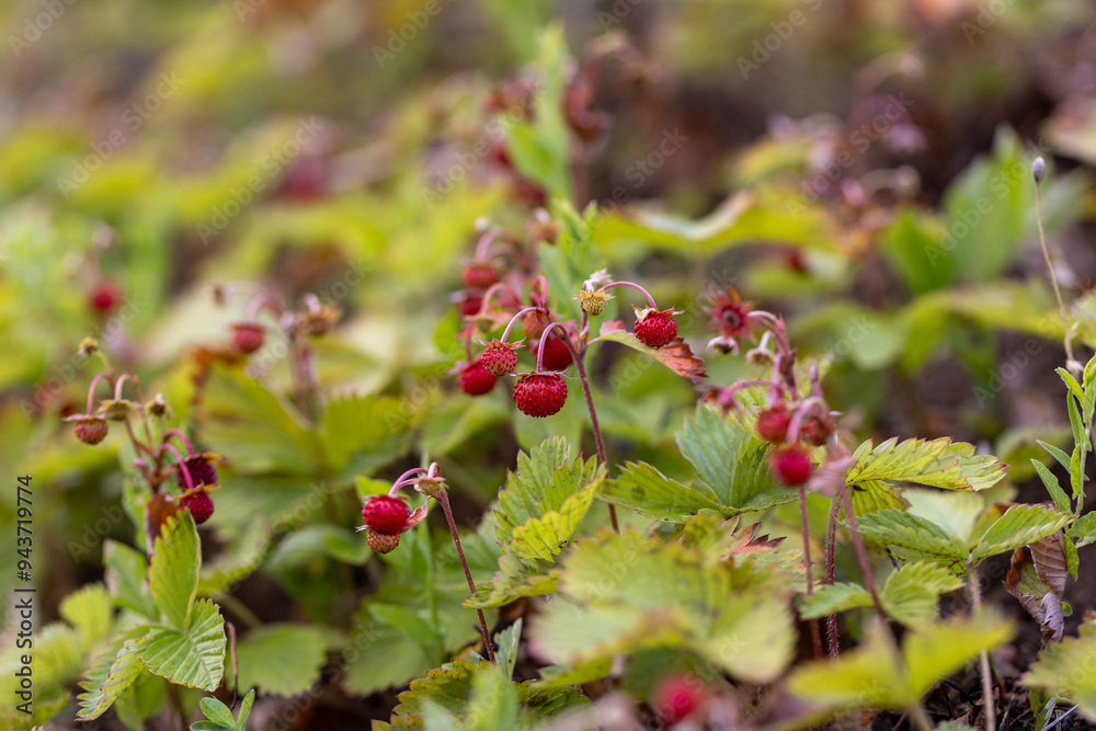 small wild strawberries in cloudy weather small wild strawberries in cloudy weather