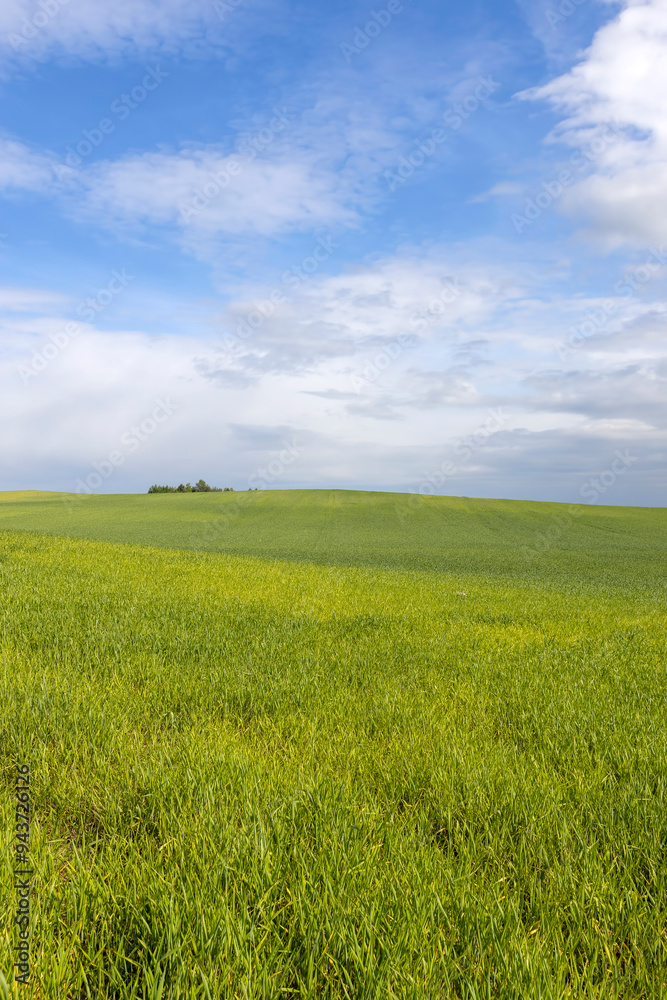 beautiful green wheat sprouts in sunny weather beautiful green wheat sprouts in sunny weather