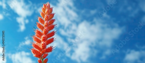Single flower at the tip of...