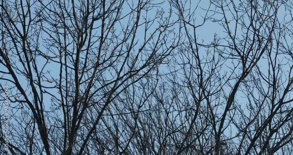 Winter Storm Through Bare Branches: A Chilling View of Nature’s Stillness Winter Storm Through Bare Branches: A Chilling View of Nature’s Stillness