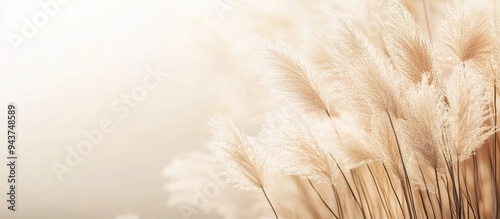 Japanese pampas grass in la...