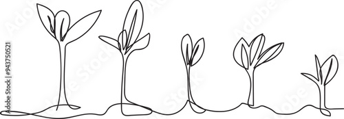 One-line art of the life cycle of a young plant. Growth stages from seed to plant 