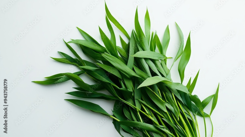 Fototapeta premium Tree twigs, green leaves, and a white background, isolated