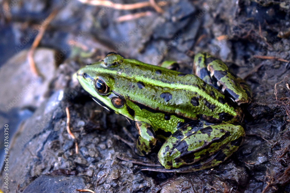frog on the ground .Green frog side view sitting on the edge of a pond frog on the ground .Green frog side view sitting on the edge of a pond
