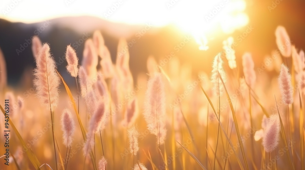 Soft focus of grass flowers with sunset light, peaceful and relax natural beauty Soft focus of grass flowers with sunset light, peaceful and relax natural beauty