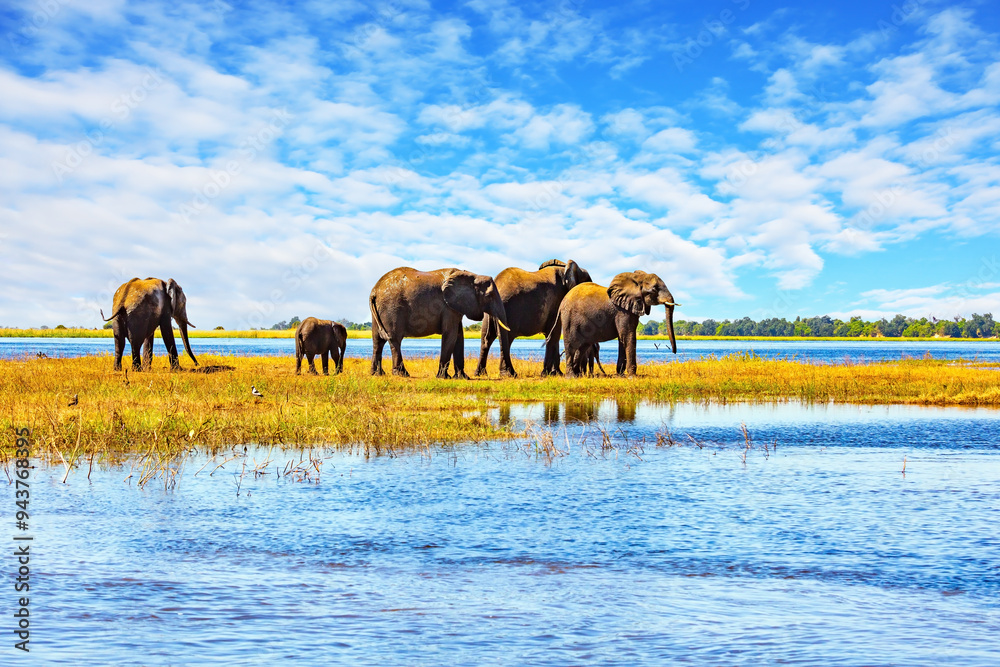 Naklejka premium The wild animals in Africa