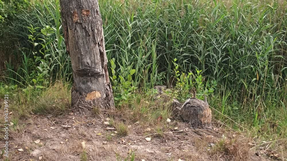 Tree Trunks Stump Chewed Gnawed Damaged by Wild Beaver Tree Trunks Stump Chewed Gnawed Damaged by Wild Beaver