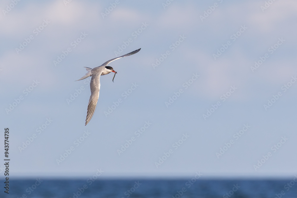 Fototapeta premium common tern (Sterna hirundo) in summer