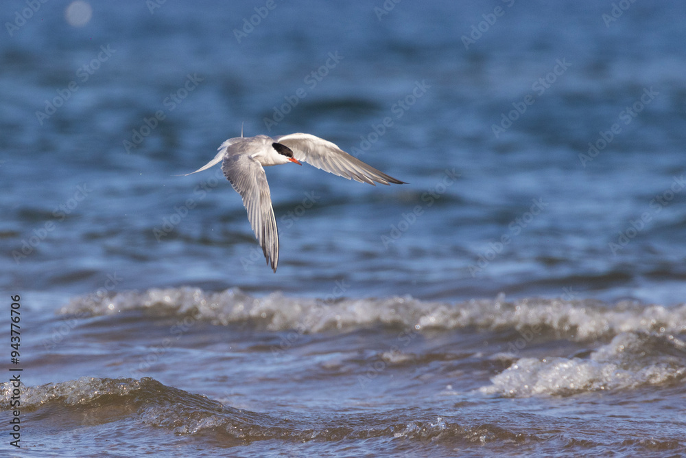 common tern (Sterna hirundo) in summer common tern (Sterna hirundo) in summer