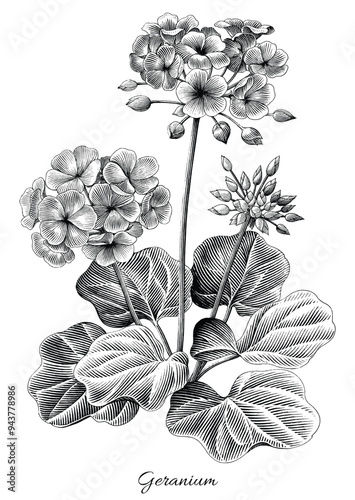 Antique engraving illustration of geranium hand draw black and white clip art