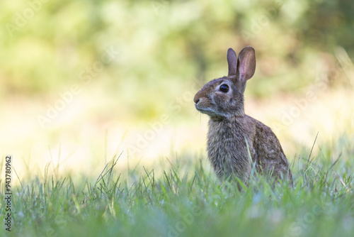  eastern cottontail (Sylvilagus floridanus) in summer